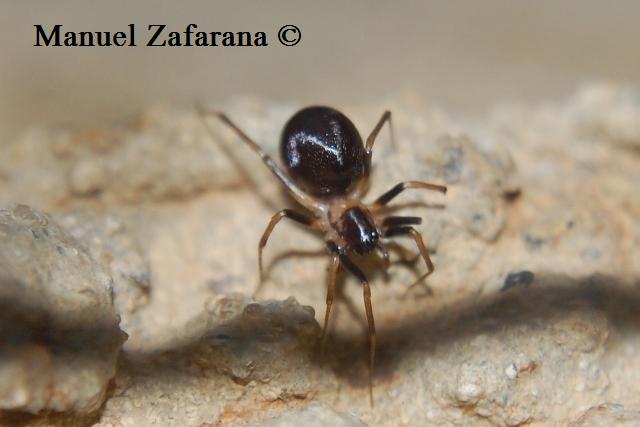 Zodarion sp.